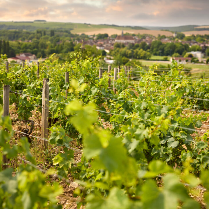 Maison Simonnet-Febvre - Chablis